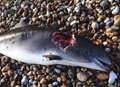 Porpoise found dead on beach