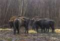 Bison family united for Christmas after Brexit delays