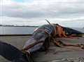 Dead whale not killed in Kent