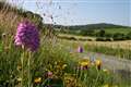 Reduced mowing of road verges could see wildflowers bloom