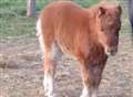 Distress as Shetland foal is stolen