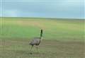 Escapee emu spotted on the run