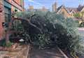 Bin men hit pub’s tree and blamed lightning