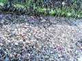 Thousands of dead crabs washed up on Thanet beach