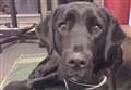 Squirrel-loving dog joins the police