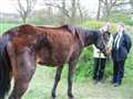 Vet called out to abandoned horse