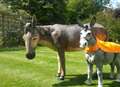 Giant fibreglass donkey stolen from show