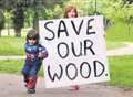 Inquiry hears tree canopy would grow back in 10 years