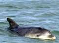 Kent town welcomes second dolphin