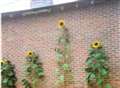 Sinking pints the secret to rising sunflowers