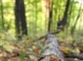 Fallen tree partially obstructed road