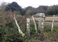 Trees cut down for decorations 