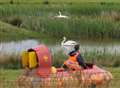 Swan unperturbed bird