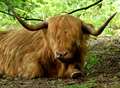 Highland cattle 'moo-ve' back to Ashford