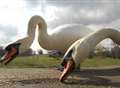 Shock as swans found shot dead in canal