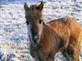 Konik foal is a first for 2009