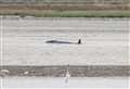 Heartbreak as four dead whales wash up on Kent coast