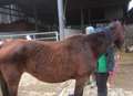 Harrowing scene as horses found dead in field