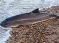 Porpoise washed up on beach