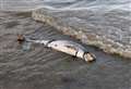 Porpoise found on beach