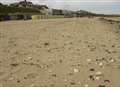 Dead harbour porpoise mauled by 'seals'