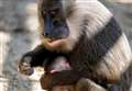 Animal park welcomes newborn drill monkey