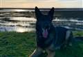 Police dog finds 'burglar' hiding under car