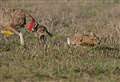 Hare coursing plummets by a third