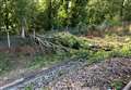 Train evacuated after hitting fallen tree