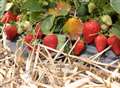 Get the cream ready for bumper strawberry crop 