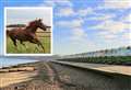 Horse gets stuck in mud at popular beach