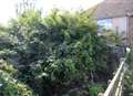 Neighbours' nightmare as garden grows wilder