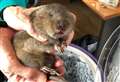 Volunteers sent to rescue water vole