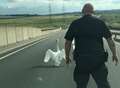 Video: Stubborn swan closes crossing