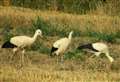 Beautiful video shows flock of rare white storks in Kent field