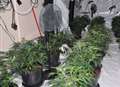 Three arrested in cannabis raid