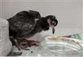 Baby pigeon rescued after teens threw it around car park