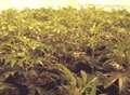 Police warning after discovery of cannabis factory