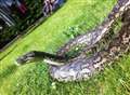 Dead snake 'was not missing python' Zombie