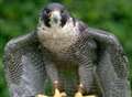 World's fastest birds roost in Cathedral tower