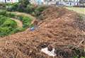 Council in police probe over 'illegal hedge cutting'