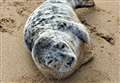 Starving seal pup rescued from Kent beach