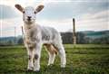 Raising the baa: it's lambing season