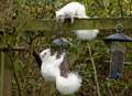 You're going nuts for albino squirrels!