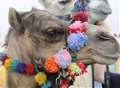 Camel racing at the castle