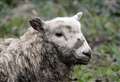  Farmer finds ewe dead after dog attack