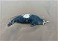 Headless seal washes up on beach