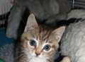 Kitten rescued after 12ft plunge