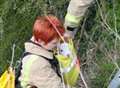 Lamb rescued after falling 40ft into moat