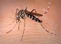 Mosquito infestation near lorry park 